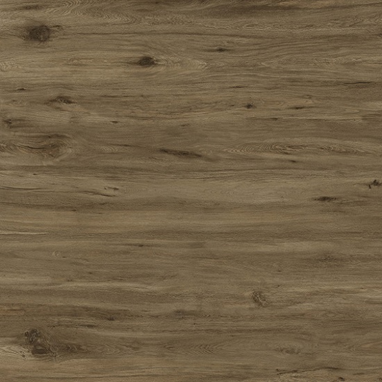 Primer Plano de Ascale Boreal Umber